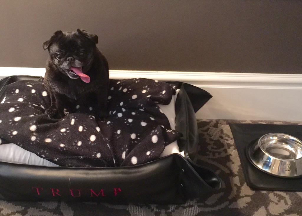 Tim R Falconi tweet media