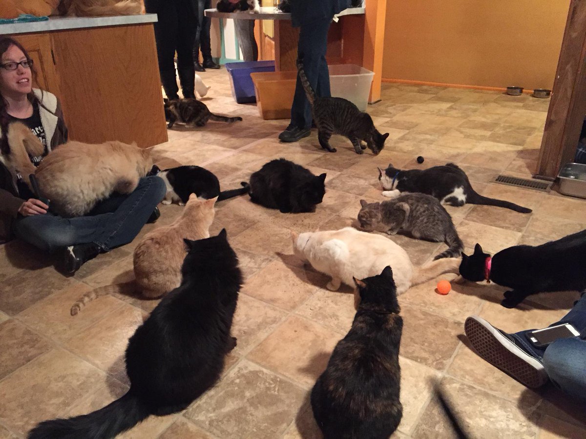 ArchibaldIns's tweet photo. Remember to vote for us at http://t.co/SIK8XUJpQw so we can win $10,000 for Four Paws Pet Adoption! http://t.co/kTsFpU4loj
