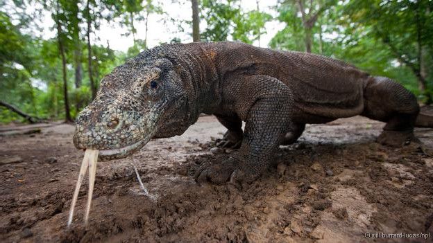 bbcbrasil's tweet photo. Dez incríveis dragões de verdade http://t.co/ZyZO0uevKv http://t.co/6qJoeW37NV