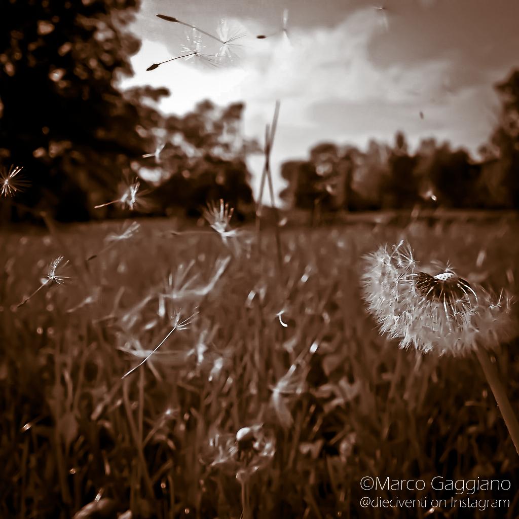 MGaggiano's tweet photo. Scatto effettuato con Moment Capture di Lumia Camera 5 @LumiaItalia #ilmiolumia #lumia930 http://t.co/iL6MF4pATi