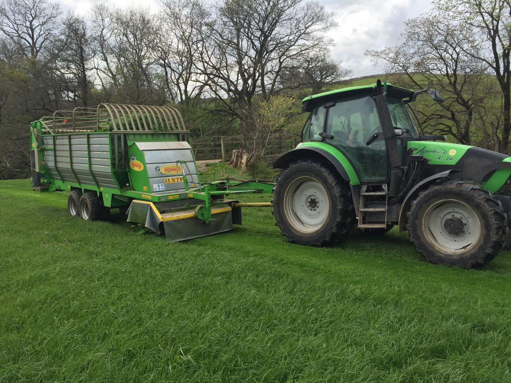 Cows obviously haven't forgotten how good grass tastes!