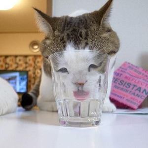 kenkoukotu's tweet photo. 元気だしてにゃ http://t.co/YVcsly3pJL