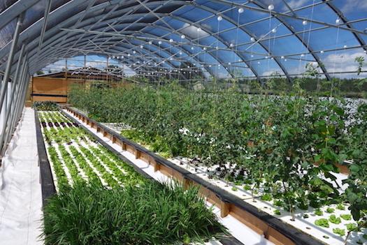 Visite en vidéo d'une ferme aquaponique très inspirante !
aquaponie.net/une-vraie-ferm…