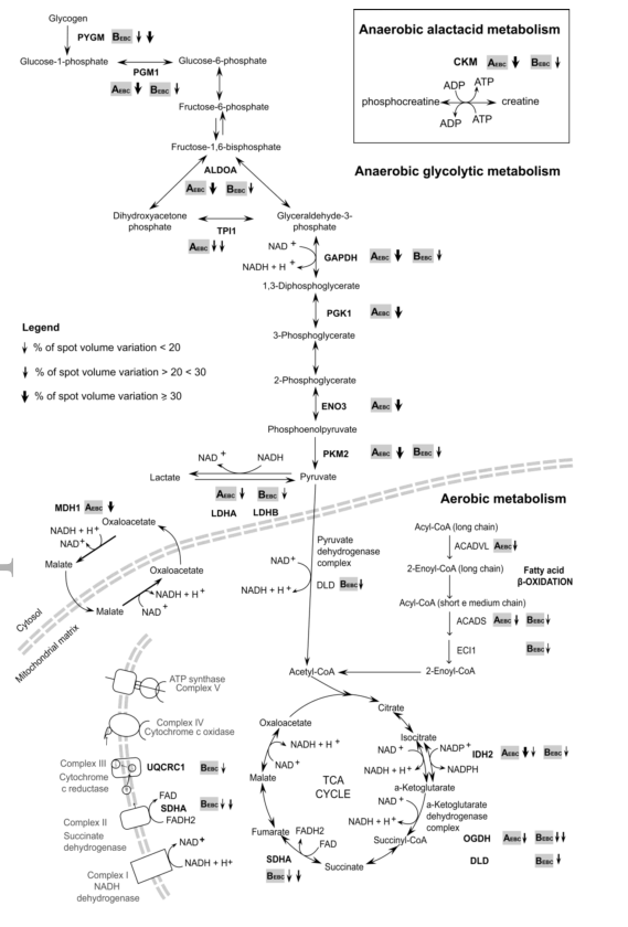 Gommaar's tweet image. What happens in the muscle when you ascent Mt. Everst?
#coolstudy #proteomics
ncbi.nlm.nih.gov/pubmed/25370915