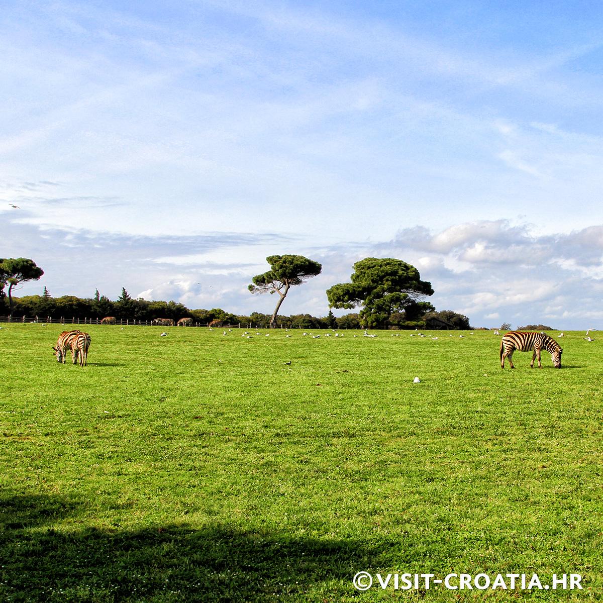 HrvatskaNaDlanu's tweet photo. #Brijuni National park, #Istria #Croatia #ExploreIstria #VisitCroatia #Lovecroatia Follow us: https://t.co/KRAIVanlAr http://t.co/kNzxVyWskO