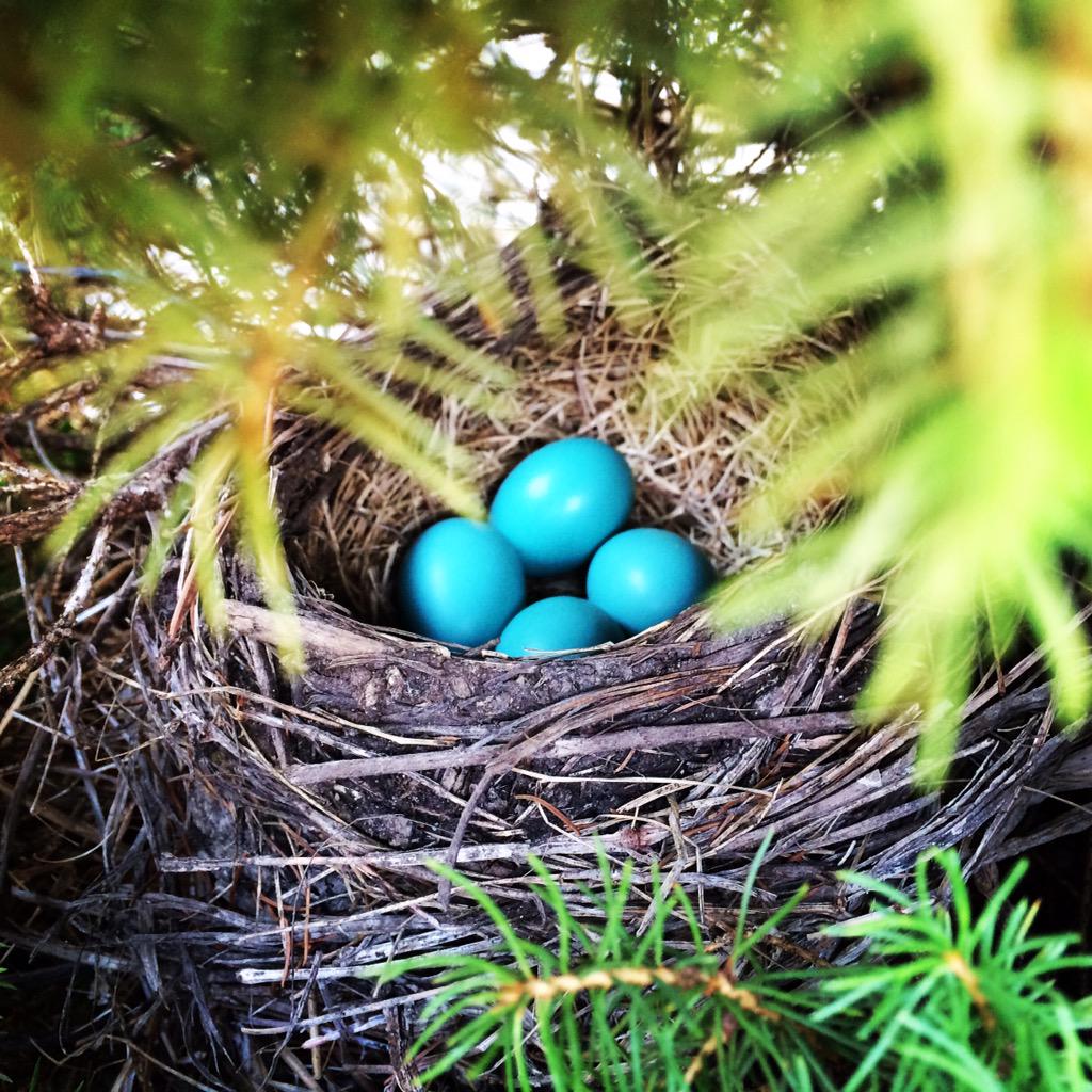 gviener3's tweet photo. Spring in Michigan is here! Sometimes you don't need to look far. #PureMichigan http://t.co/a57ECUunLU