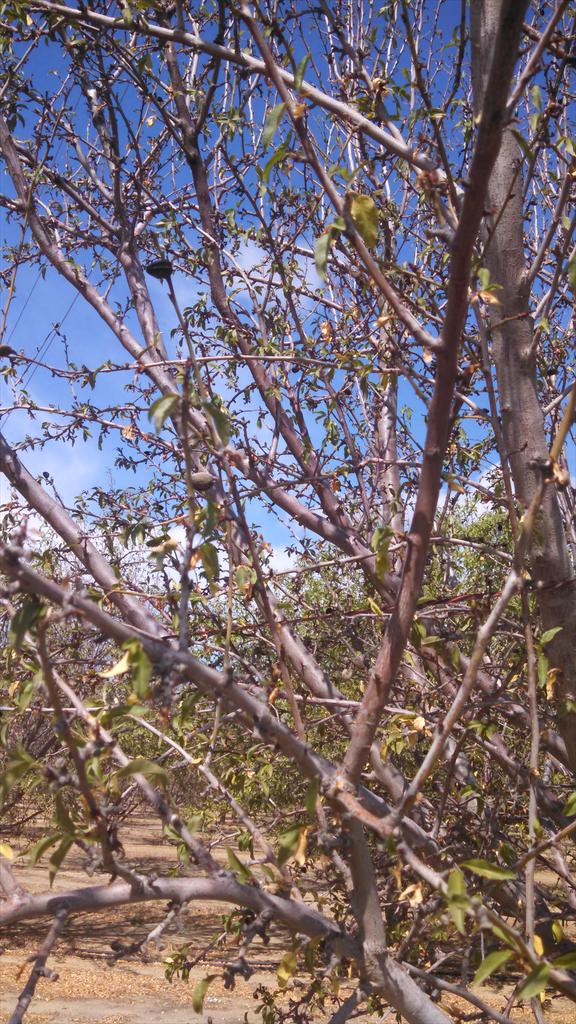 AgNetWest's tweet image. Drought effects on almond tree. Grower had to leave this orchard to die. #cawater