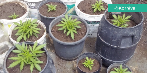 Growfighters's tweet photo. @Kornival comparte su #autocultivo exterior con nosotros. ¿Te animas a compartir el tuyo? http://t.co/BVYiEeTBrd http://t.co/B78nUCFKXM