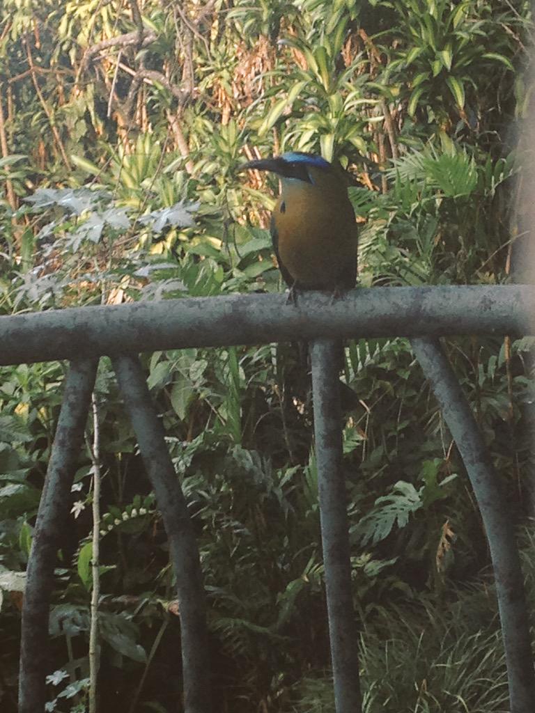sophiaconstant's tweet photo. Blue-crowned #motmot saying gd morning on my balcony @FincaRosaBlanca #birdlife #nature #AlwaysExtraordinary #travel http://t.co/zYzbfWumci