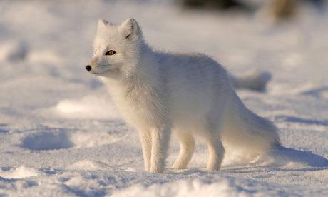ArcticFoxSays's tweet photo. Thank god it's Friday, it's a good day to #saveearth so go out and take a walk #nature #thbio http://t.co/NPfcQXMDnc
