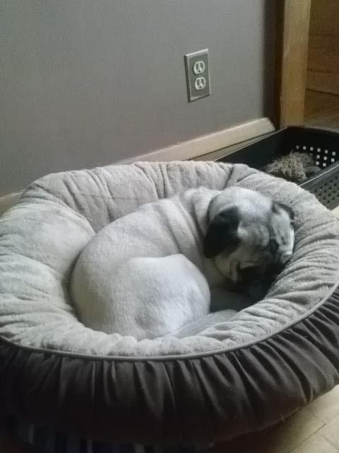 AoK_MPLS's tweet image. Tuckered out after a great morning walk #pug #exercise4health #Naptime