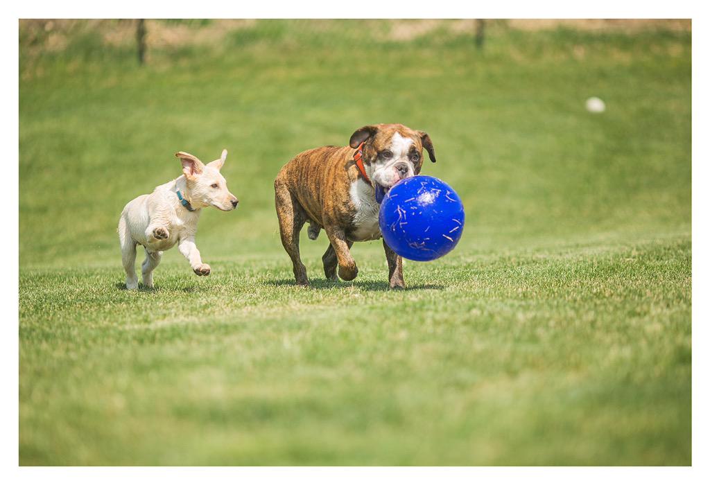 DexterBulldogge's tweet image. Dis MY @JollyPetsInc #jollyball! Haha catch me if you can baby Jax!