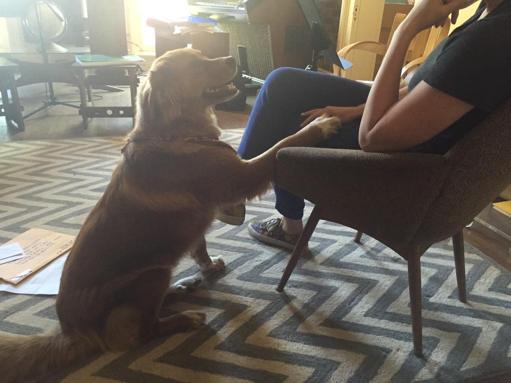 teddyconducts's tweet image. Dogs in the haven. Sally is helping Jenny is helping me with life @louorchestra