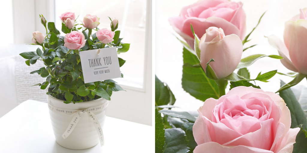 InterfloraUK's tweet photo. The perfect thank you gift #InternationalNursesDay http://t.co/nwN5hNSCW2