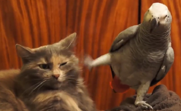 Pets_ie's tweet photo. The best of viral animal videos this week: http://t.co/W0dIp41f8c #adorable #hilarious #HappyFriday http://t.co/hF6yFsnqtm