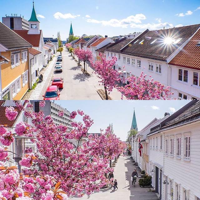 NorwayInstagram's tweet photo. #blooming #blomstring #krs247 #kengurufoto #kristiansand #instamood #ilovenorway #instanature #ilovesorlandet #visi… http://t.co/FZ6B03RkaP