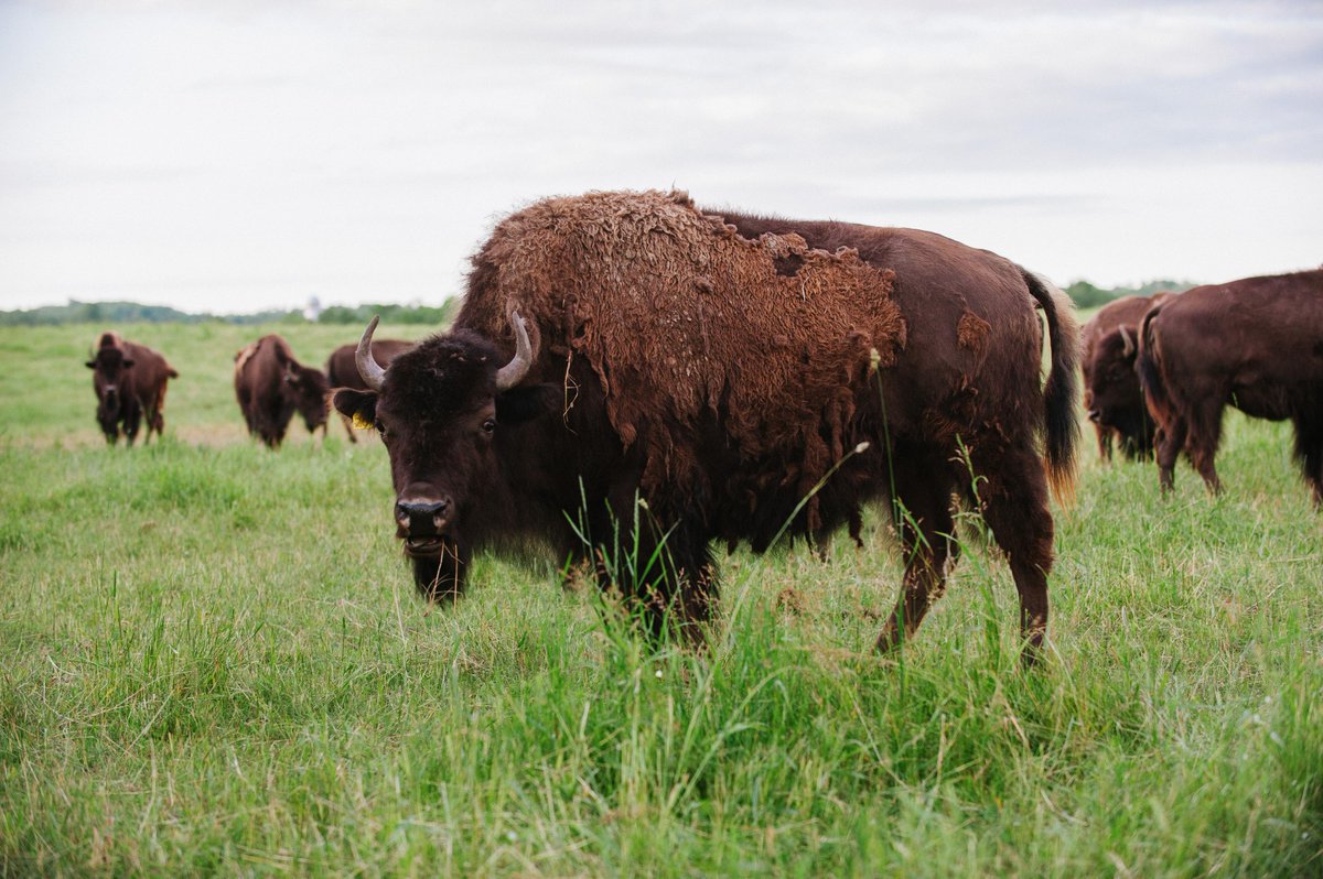 TheHonestBison's tweet photo. Our bison shed & regrow their coats twice a year. A thick one for winter & a lighter one for summer. #BisonFactFriday http://t.co/AkTrt15hTi