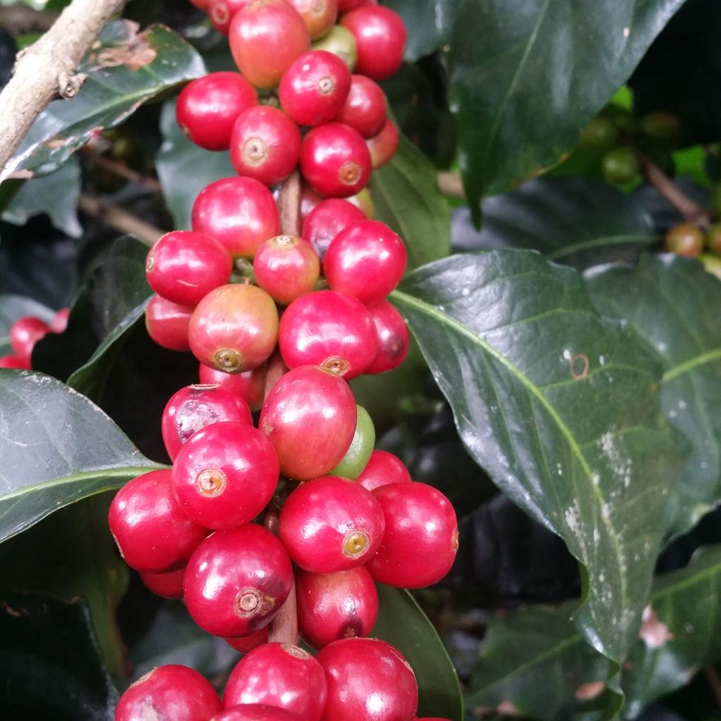 Antis Coffee tweet media