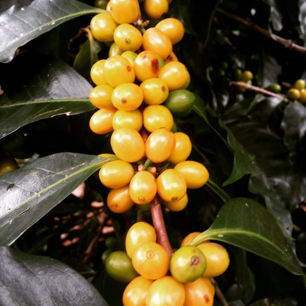 Antis Coffee tweet media