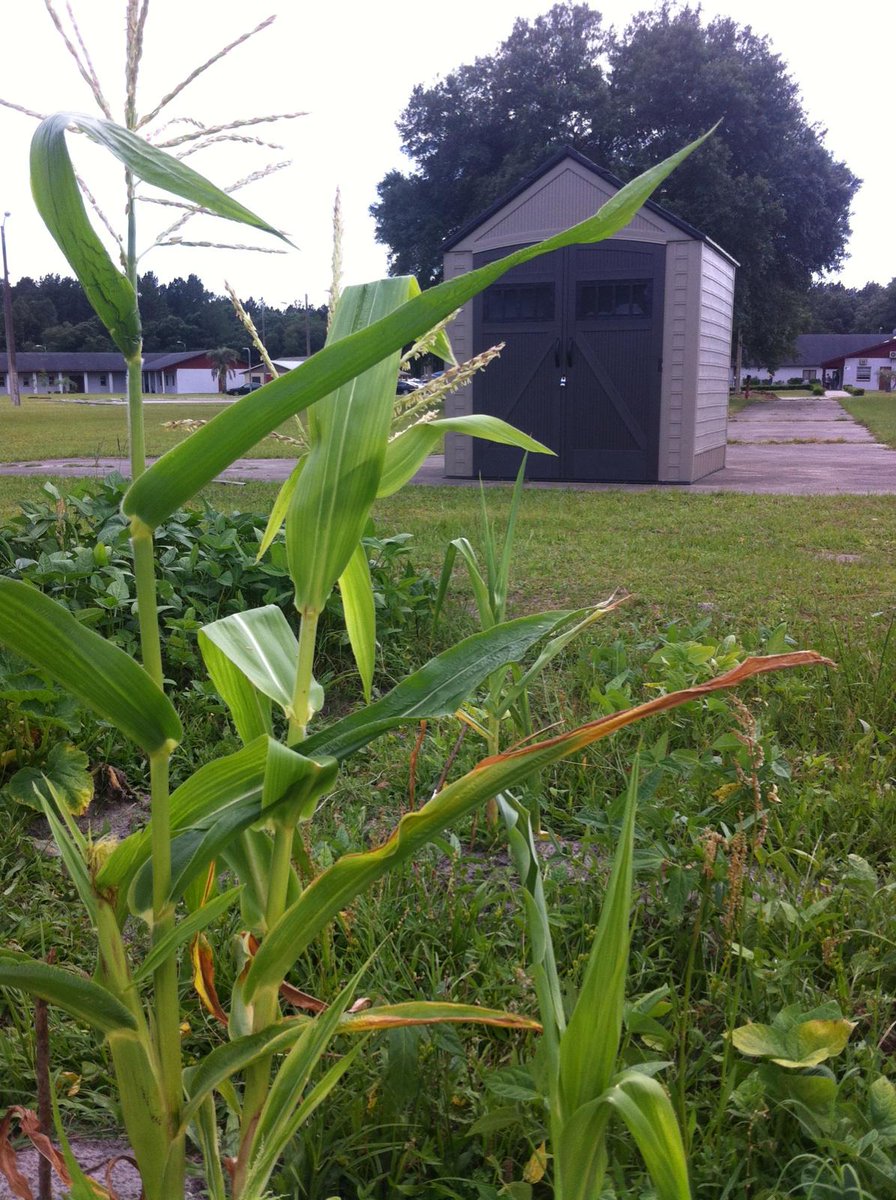 KeepACBeautiful's tweet image. The great people at Grace Marketplace now have a new shed!