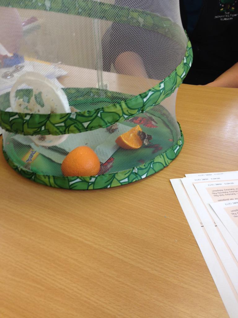 EFThornliebank's tweet image. Our butterflies are doing great #3now #gettingbig #efnfamily