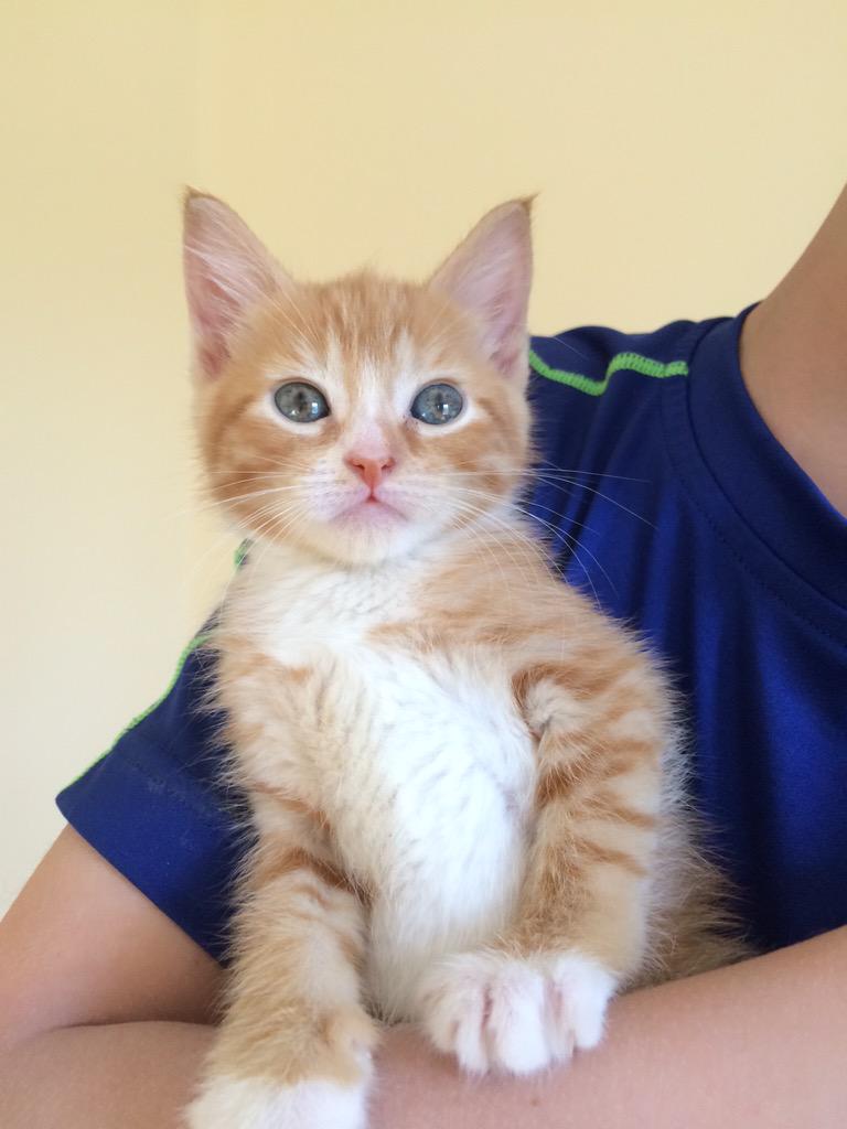 Meet Asher! He is making his debut this weekend <a href="/CalicoNook/">Calico Nook</a>! Come visit him tonight, Saturday or Sunday!