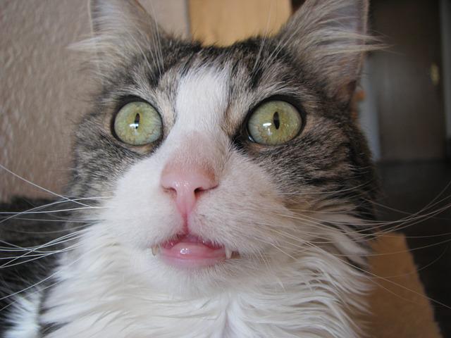 ZodiaCat's tweet photo. That moment when you realize your horoscope was right about everything. #CatHoroscopes #CatsOfTwitter #cats http://t.co/OaJepx1d7x