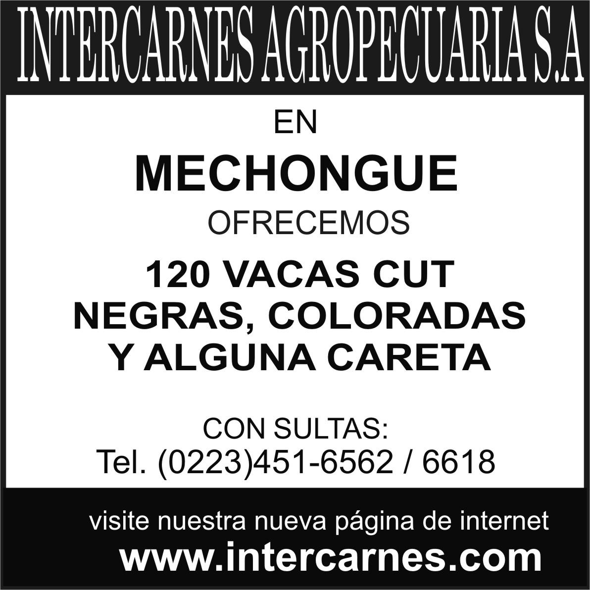 Intercarnes's tweet photo. Ofrecemos muy buenas vacas cut en Mechongué. Llamanos 0223-4516562. http://t.co/dXj8sJ5OA0