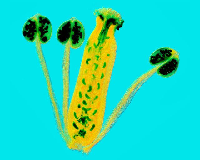 NikonSmallWorld's tweet image. Happy #NationalWildflowerWeek! A few of our favorite flower #micrographs from the archives: bit.ly/1h0lh8h