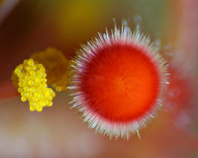 NikonSmallWorld's tweet image. Happy #NationalWildflowerWeek! A few of our favorite flower #micrographs from the archives: bit.ly/1h0lh8h