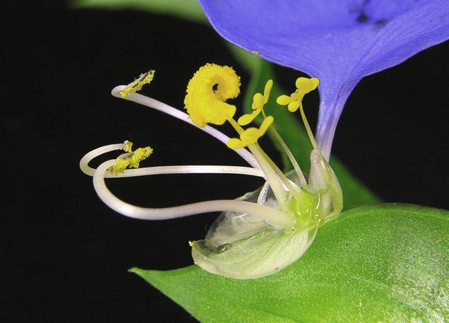 Шмель опыляет растения. Пчела на цветке. Как цветковые растения привлекают животных. Цветковые растения и насекомые-опылители. Страстоцвет (passiflora).