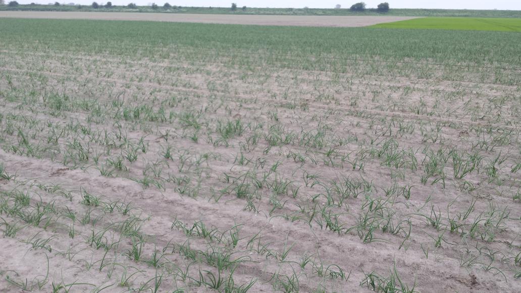 RemijnLuc's tweet image. Vrijlevende Trichodorus aaltjes eisen tol in plantuien.  Ook hier is #vydate toelating  gewenst.