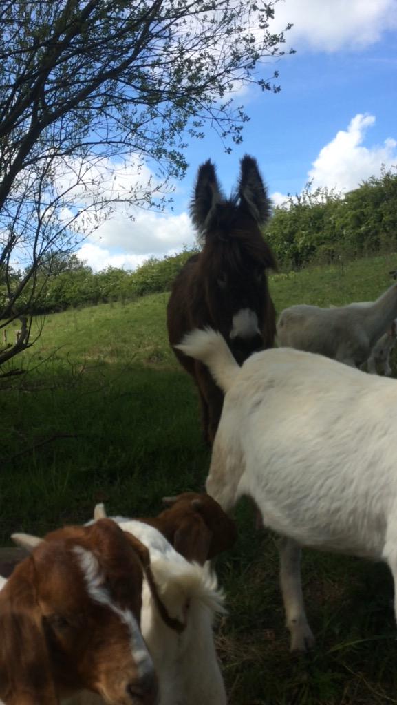 Whitby94's tweet image. Sat by the pond on campus, turn around and 30 goats and a donkey come towards us...... @Brinsburylife #goats #donkey