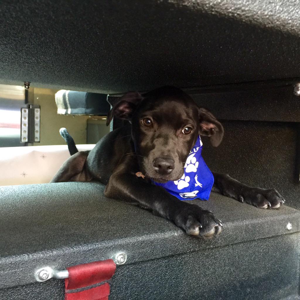 FDNY's tweet photo. #Ladder113 Firefighter Valerio got an award @AnimalLeague #TourforLife2015 in #ColumbusCircle & this guy got a home! http://t.co/rdxawMd2uC