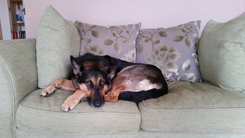 gluning's tweet image. #Electionday I can't be bothered so I'm a #sofadog #sofabear but I will celebrate #VEDay70 with @HeathHeath5