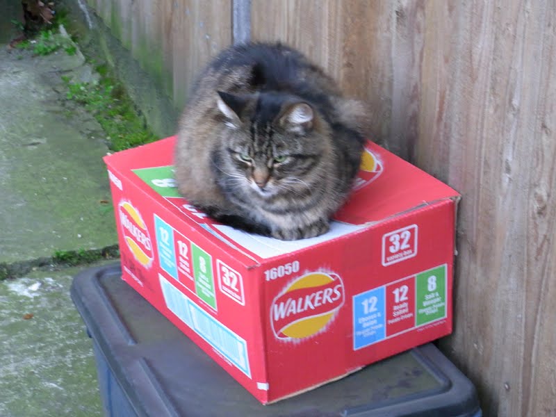 SirBritCat's tweet photo. The Human always eats all the prawn cocktail...
#BritishCatProblems http://t.co/BVh7mGQL0L
