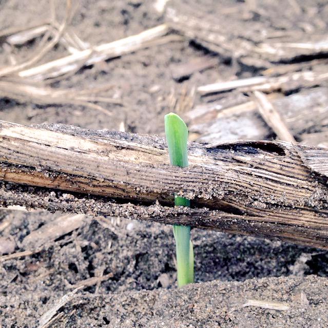 sassyagronomist's tweet photo. Chuck Norris corn #plant15 @ChannelSeed #gocorngo http://t.co/tKwC3EJ5Kq