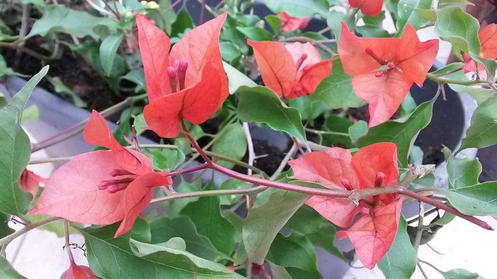 v_lebourgeois's tweet photo. #ff et grand Merci @tijardin Cannebeth collection nationale Bougainvillea ccvs ! Mon 'Flam' va enflammer mon balcon ! http://t.co/g1o8KO73Zx