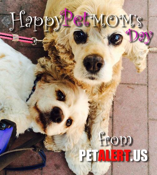 MedPetAlert's tweet photo. Happy Pet Mom's Day from #MedPetAlert #dogs #mothersday #animals #cats #iloveanimals #AdoptDontShop #mom #love http://t.co/HR6lnQhCtd