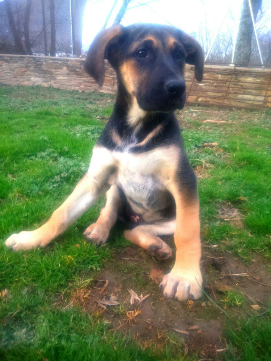 ADASNPerrikus's tweet photo. ZOE, cachorrita adorable de 4 meses https://t.co/K08zAGSO8g http://t.co/mBC9ZJKnJF