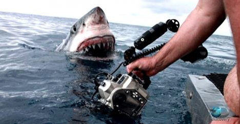 SharkWeek's tweet photo. Get ready for your close-up! #SharkWeek http://t.co/HSPkt5Q2bJ http://t.co/WOQRkyiRhR