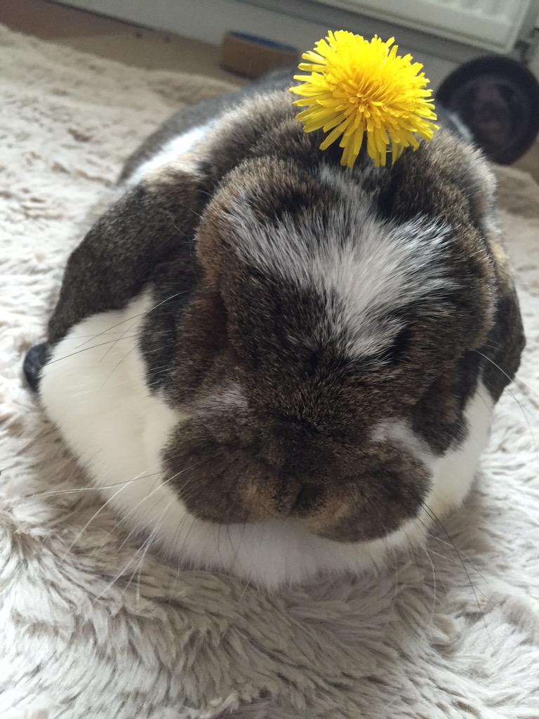 obanhousebunny's tweet photo. What the...? WHY? WHY would u do this hoom??? http://t.co/KdFAp7LKae