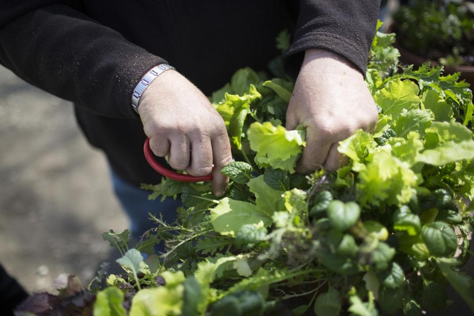 Grow your own ‘living salad bowl’

bostonglobe.com/metro/regional…