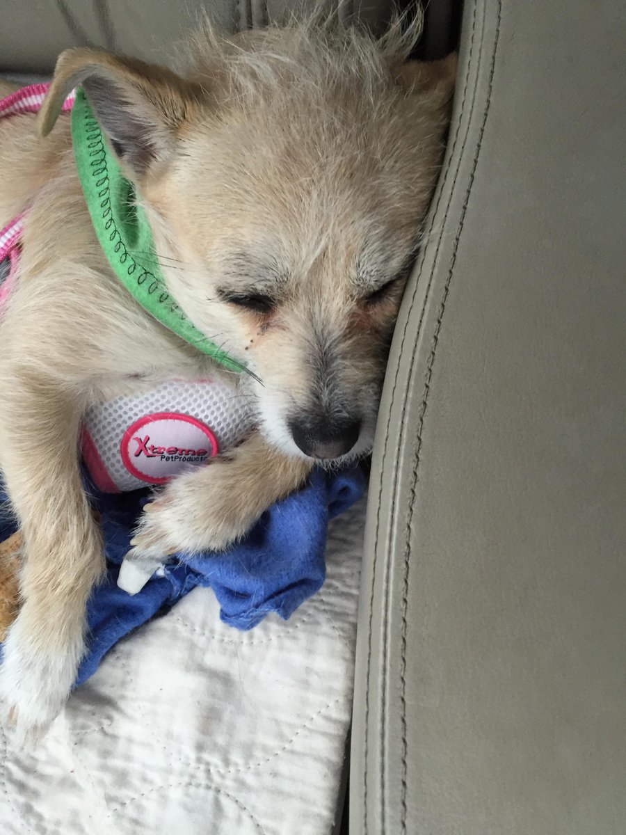 McGidget's tweet image. Having a little nap on the ride home from #ColoradoSpringsPetExpo!