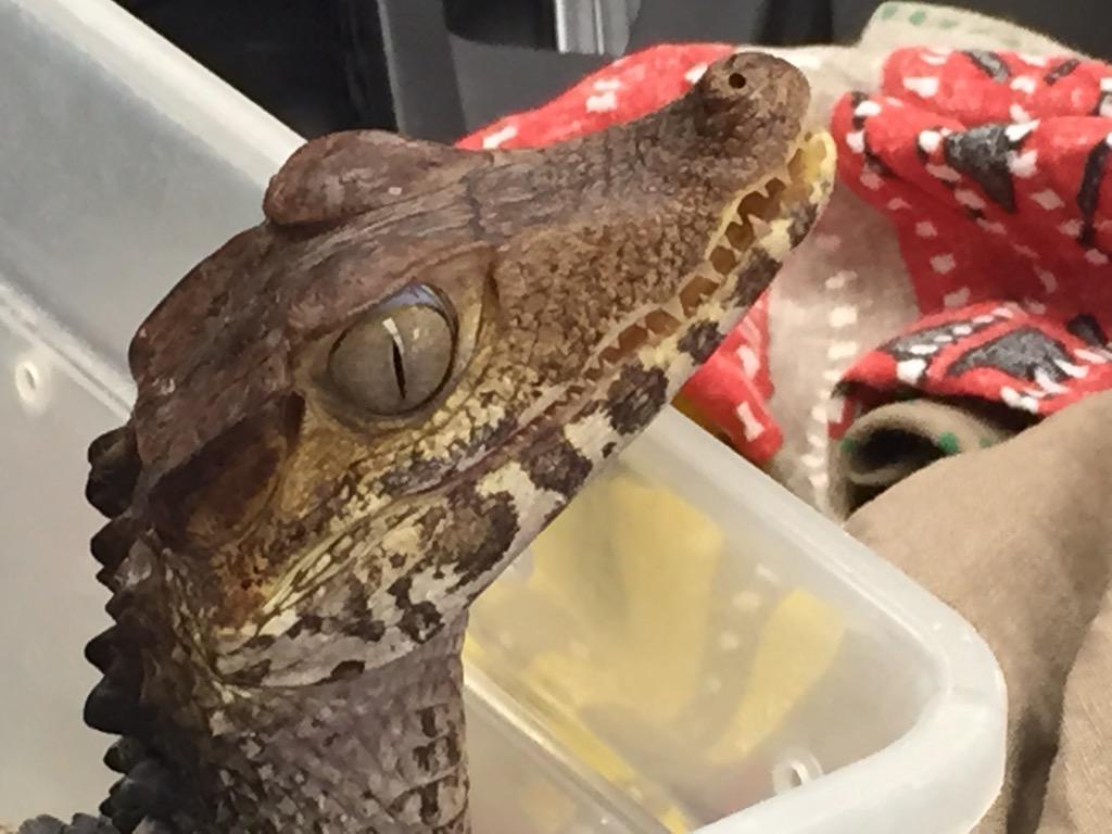 haigscience's tweet image. Oh snap! Bio is having a blast this week with    @ReptiliaCanada