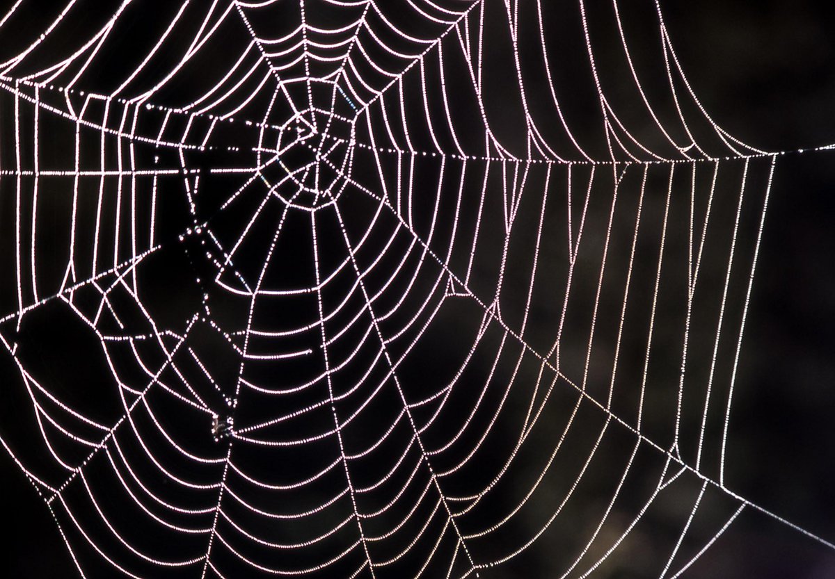 gregoryhenders's tweet photo. Spiders produce Kevlar-tough webs after being fed carbon nanotubes #Science http://t.co/OYdCug1DrU http://t.co/RnSZ5k2gSt