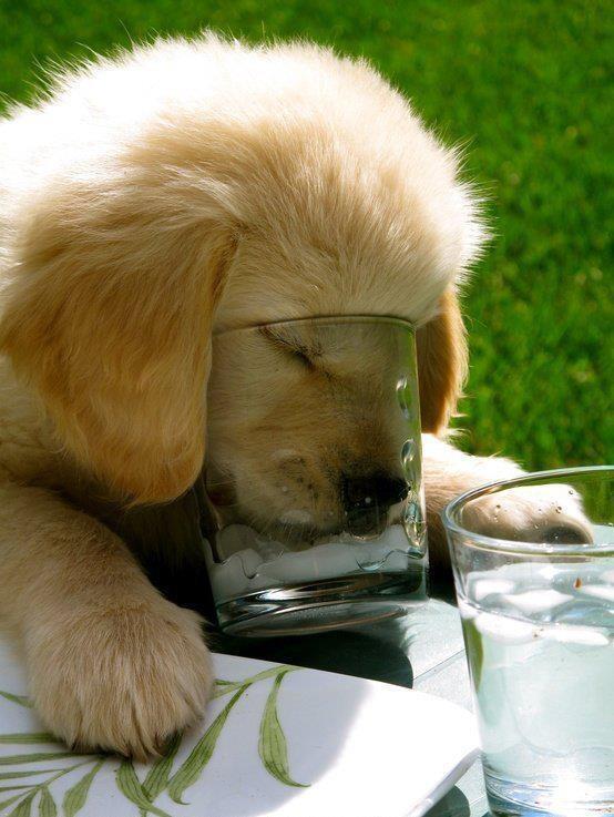 Cute Animal Pics в Twitter: „fell asleep drinking water. /thFfoSv2Uq“ / Twitter Cute Animal Pics в Twitter: „fell asleep drinking water. /thFfoSv2Uq“ / Twitter