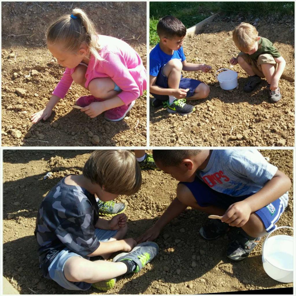 KCDLSScience's tweet image. JK planted milkweed seeds in the butterfly garden today! We hope the monarchs will step by as they migrate! #gokcd