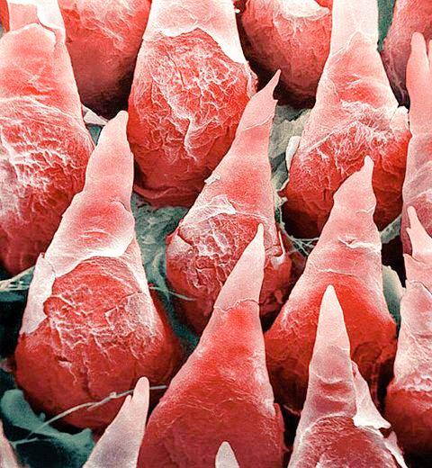 darshan_h_sheth's tweet photo. This is the #microscopic #image of the #humantongue. #microscopicimage #unbelivable #microscope @Iamredston http://t.co/PiKKhL0oem