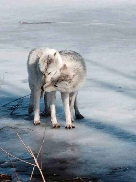 wolf_alphawolf's tweet photo. @shiredweller3 @nkDarkDrgmailc1 @wolf30303931 http://t.co/zt1ZfrjuCV
